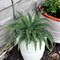 Boston Fern Plant - 48"" Wide, 60 Realistic Silk Fronds, Perfect for Indoor & Outdoor Decor by Floral Home®